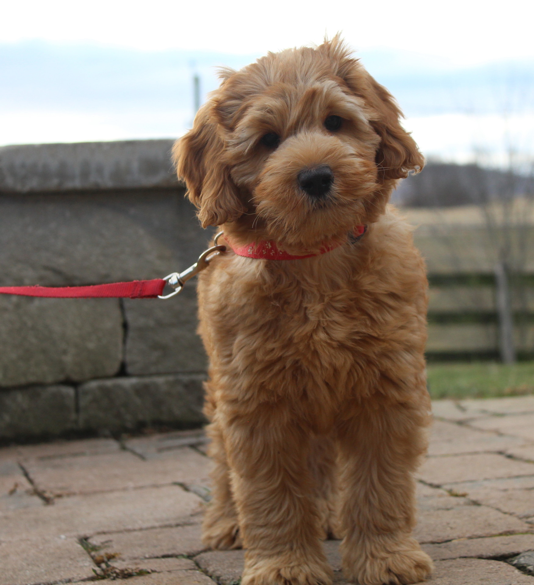 labradoodle breeding dogs for sale